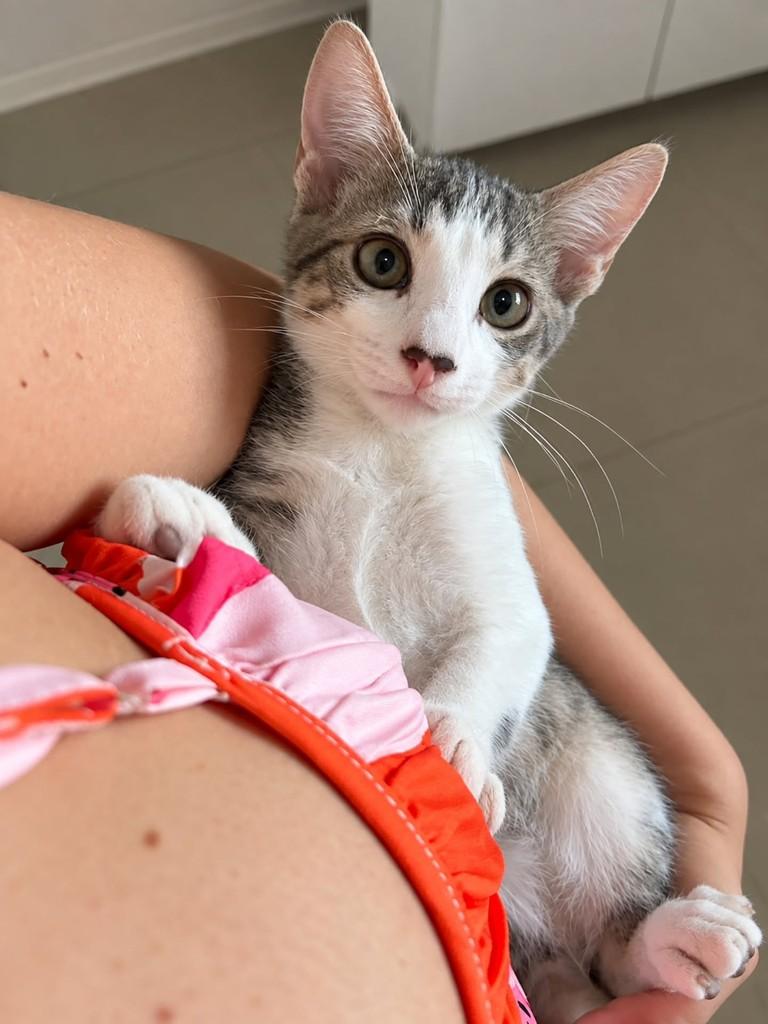 Joãozinho, gato de porte pequeno para adoção em Natal - RN — foto 3 de 4