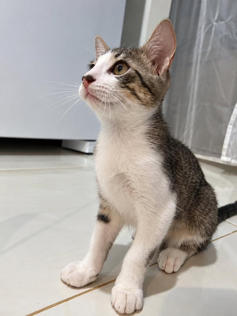 Joãozinho, gato de porte pequeno para adoção em Natal - RN — foto 4 de 4