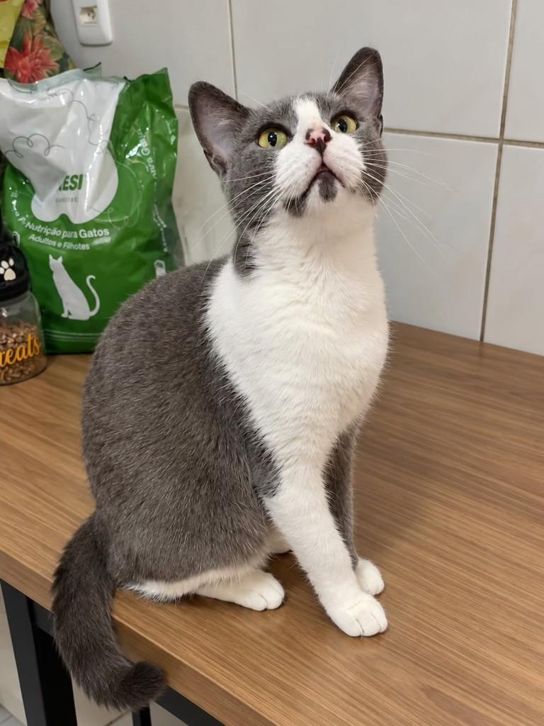 Joaninha, gato de porte pequeno para adoção em Natal - RN