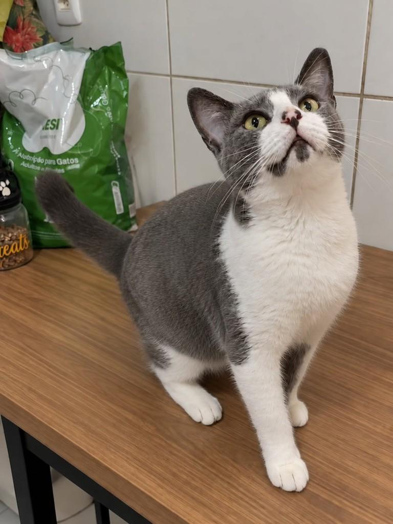 Joaninha, gato de porte pequeno para adoção em Natal - RN — foto 2 de 3
