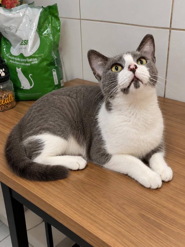 Joaninha, gato de porte pequeno para adoção em Natal - RN — foto 3 de 3