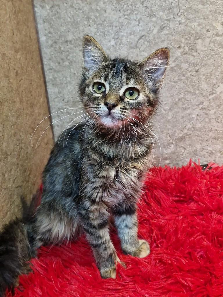 Brenda, gata de porte pequeno para adoção em Natal - RN — foto 2 de 5