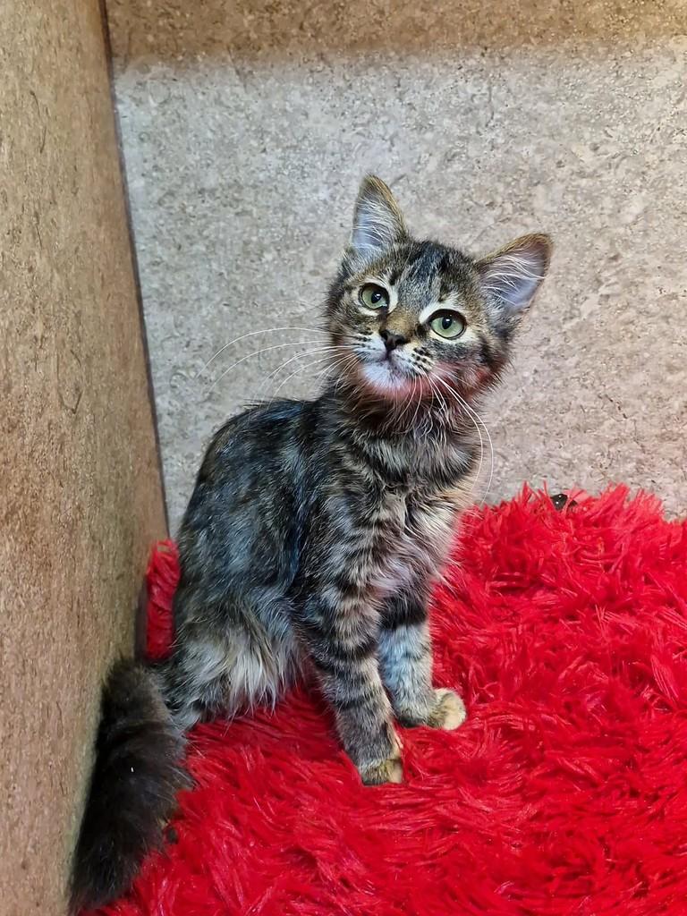 Brenda, gata de porte pequeno para adoção em Natal - RN — foto 3 de 5