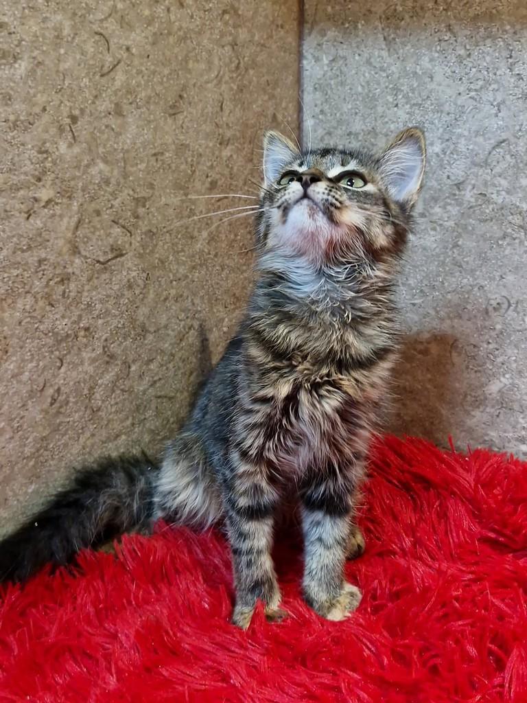 Brenda, gata de porte pequeno para adoção em Natal - RN — foto 4 de 5