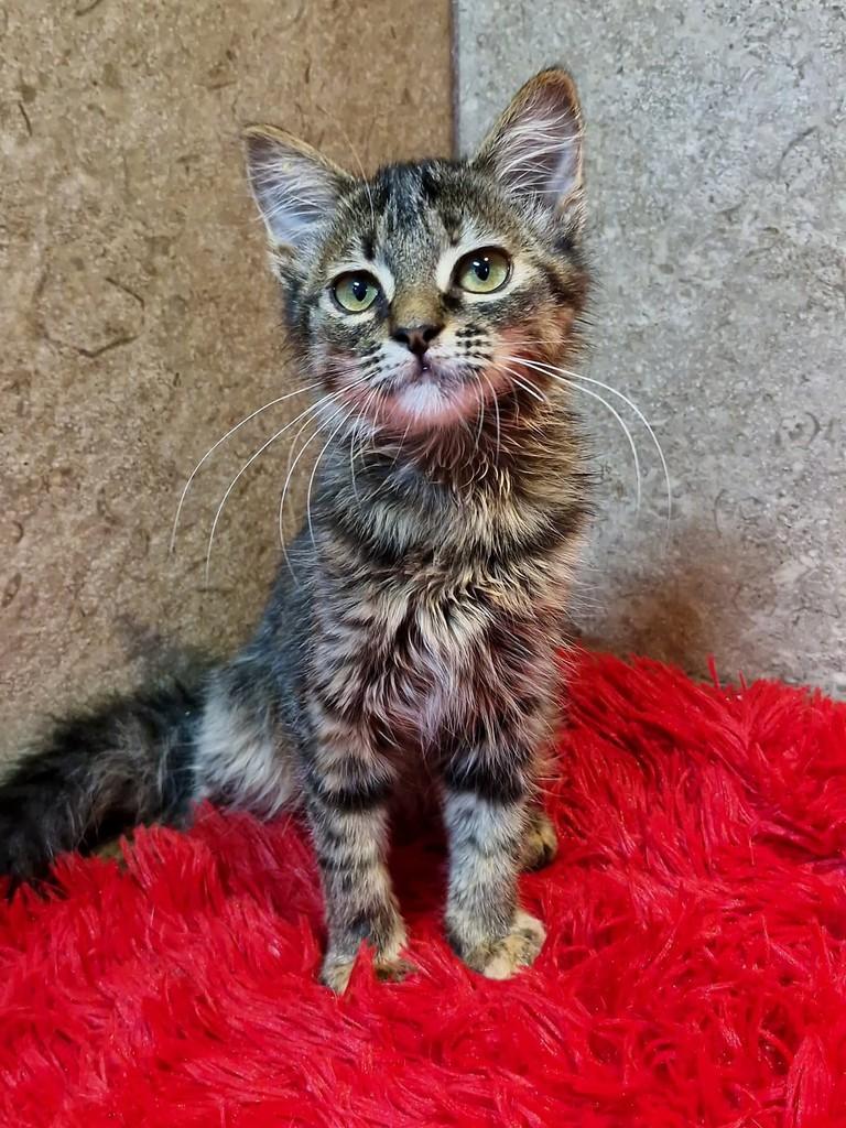 Brenda, gata de porte pequeno para adoção em Natal - RN — foto 5 de 5