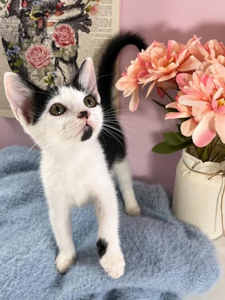 Fígaro, gato de porte pequeno para adoção em Natal - RN