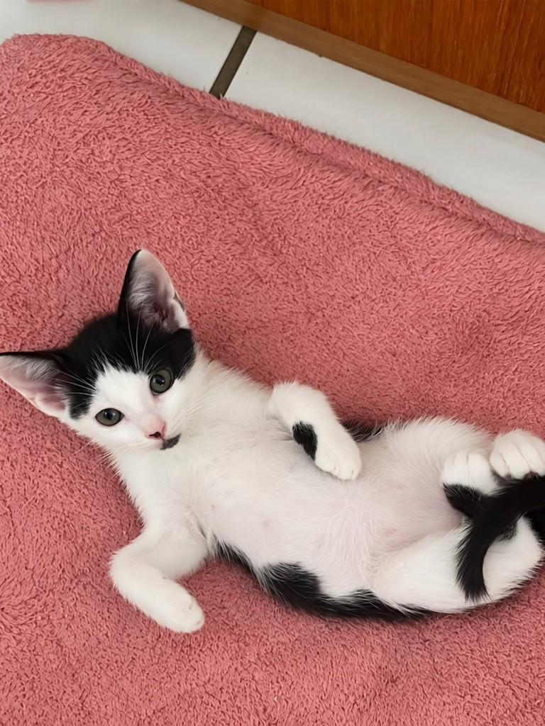 Fígaro, gato de porte pequeno para adoção em Natal - RN — foto 2 de 4