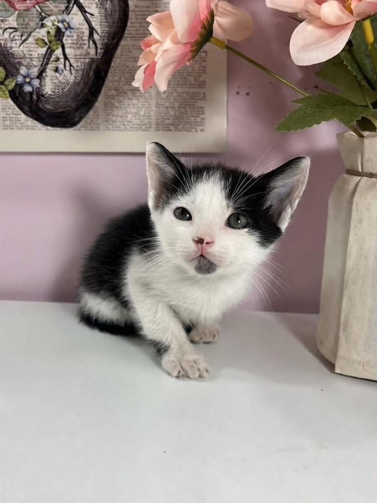 Fígaro, gato de porte pequeno para adoção em Natal - RN — foto 3 de 4