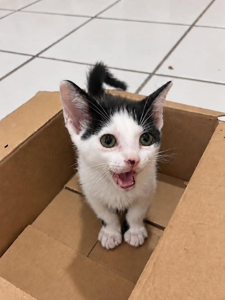 Fígaro, gato de porte pequeno para adoção em Natal - RN — foto 4 de 4