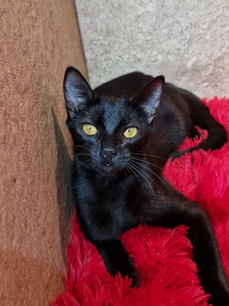 Letícia, gata de porte pequeno para adoção em Natal - RN — foto 2 de 7