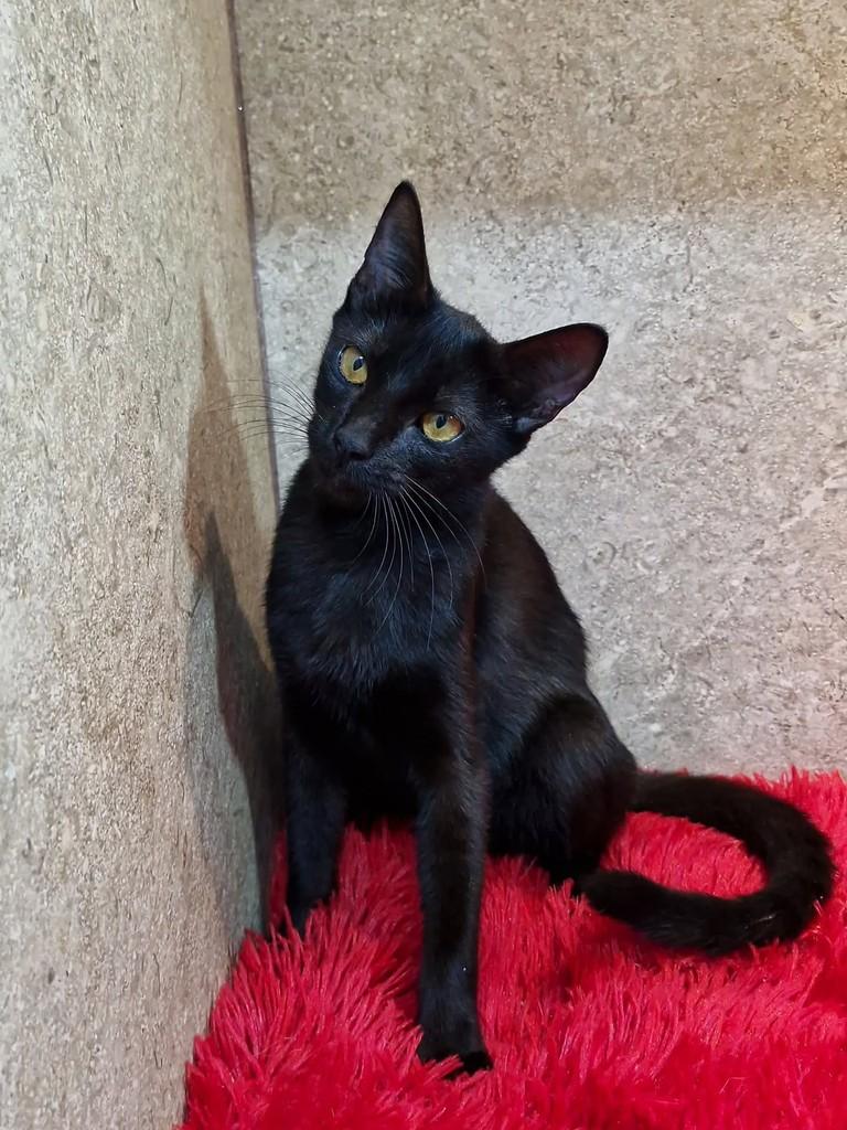 Letícia, gata de porte pequeno para adoção em Natal - RN — foto 3 de 7