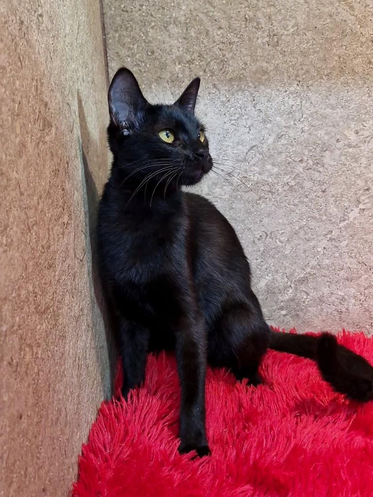 Letícia, gata de porte pequeno para adoção em Natal - RN — foto 4 de 7