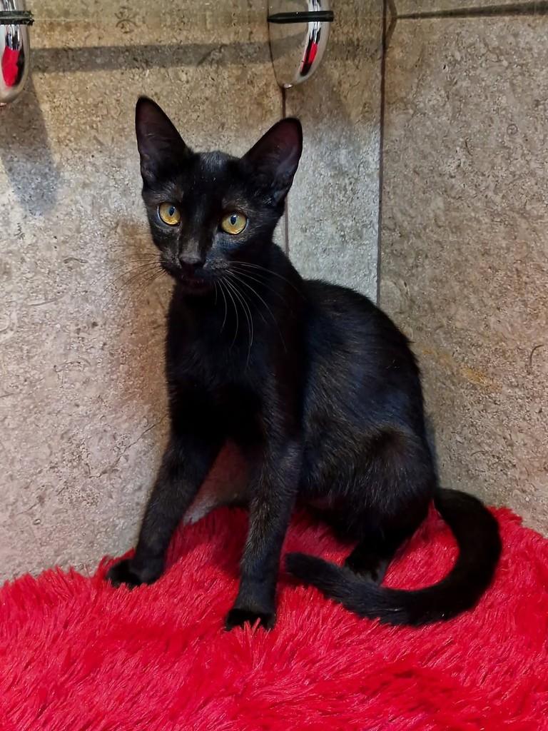Letícia, gata de porte pequeno para adoção em Natal - RN — foto 5 de 7