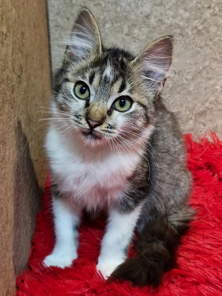 Helena, gata de porte pequeno para adoção em Natal - RN