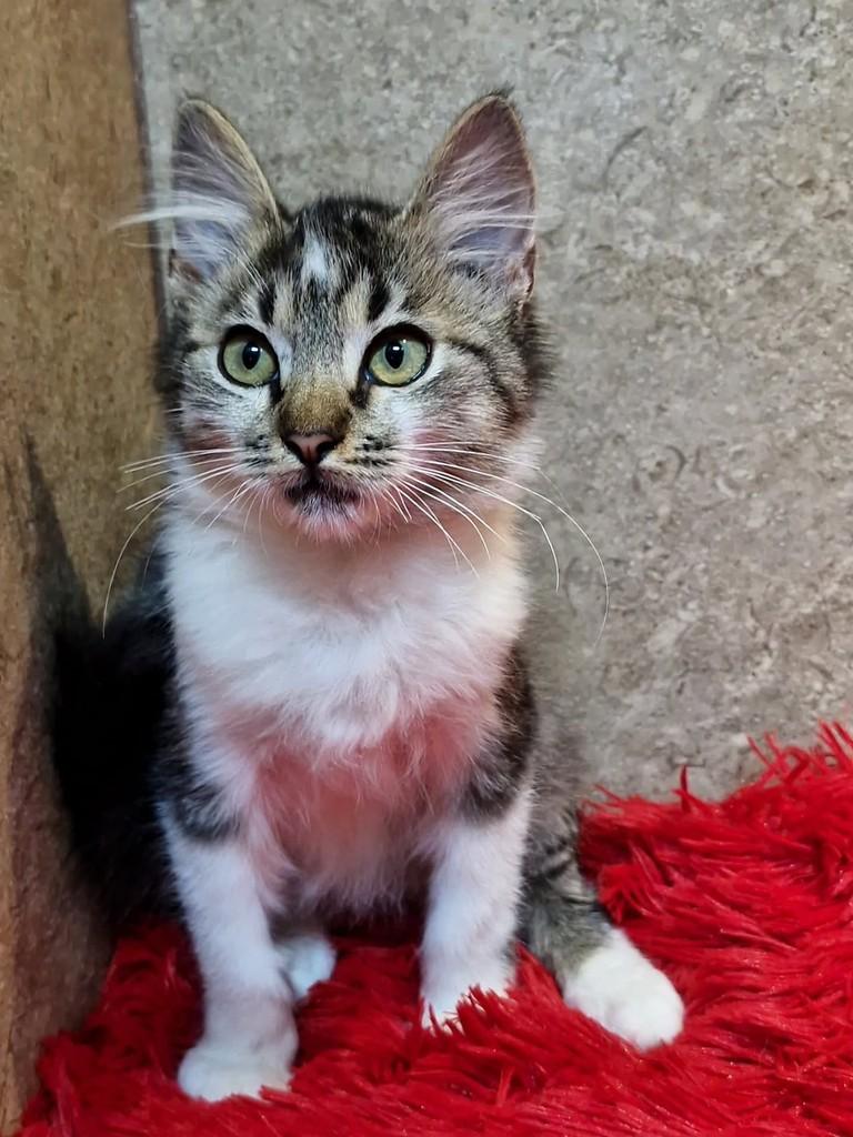Helena, gata de porte pequeno para adoção em Natal - RN — foto 2 de 7