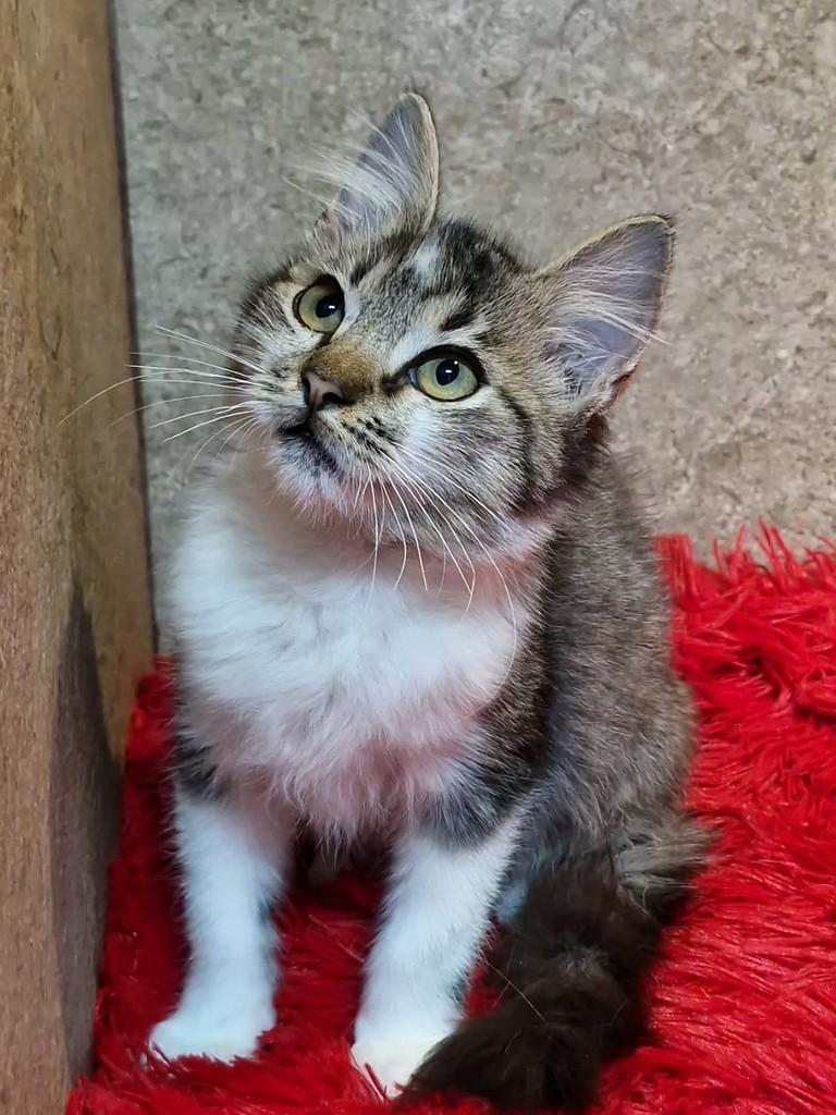 Helena, gata de porte pequeno para adoção em Natal - RN — foto 3 de 7