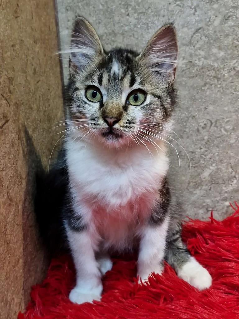 Helena, gata de porte pequeno para adoção em Natal - RN — foto 4 de 7