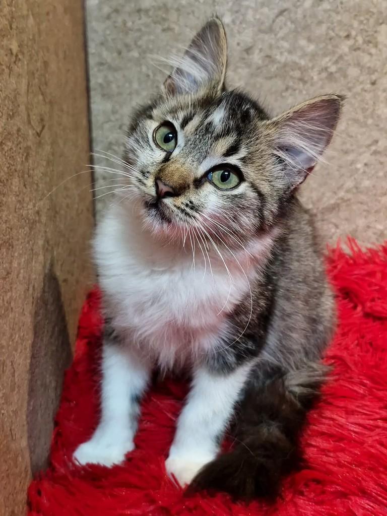 Helena, gata de porte pequeno para adoção em Natal - RN — foto 5 de 7