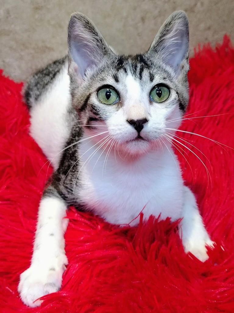 Narizinho, gata de porte pequeno para adoção em Natal - RN