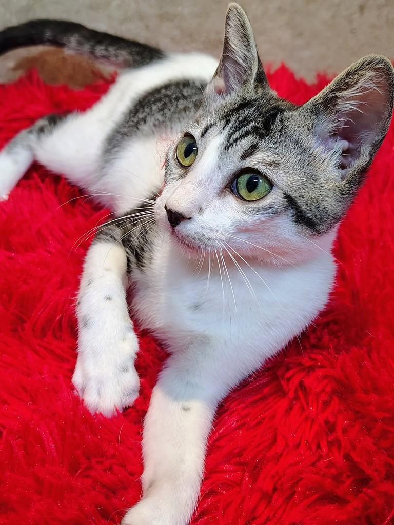 Narizinho, gata de porte pequeno para adoção em Natal - RN — foto 2 de 12