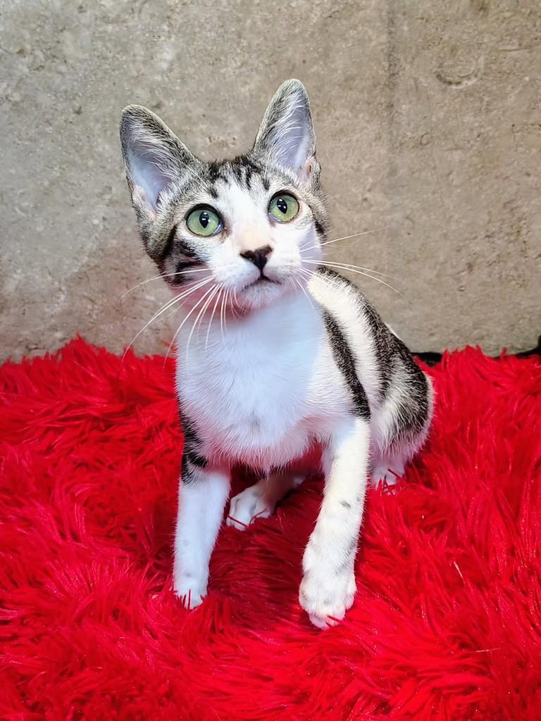 Narizinho, gata de porte pequeno para adoção em Natal - RN — foto 3 de 12