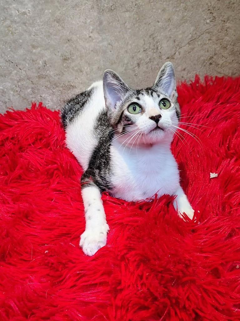 Narizinho, gata de porte pequeno para adoção em Natal - RN — foto 4 de 12