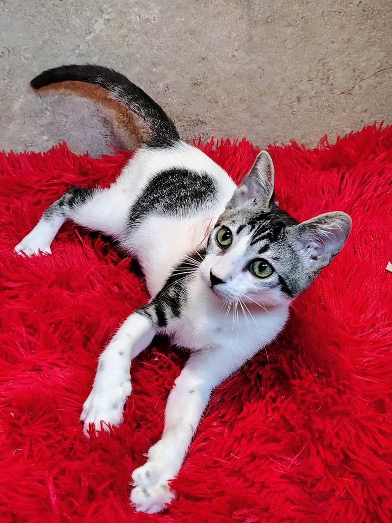 Narizinho, gata de porte pequeno para adoção em Natal - RN — foto 5 de 12