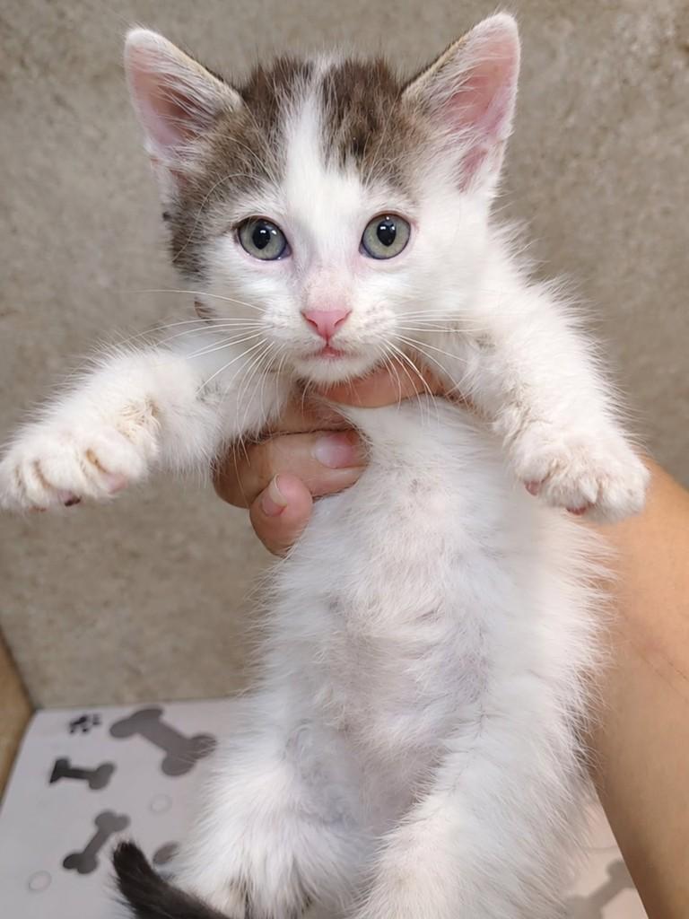 Preciosa, gata de porte pequeno para adoção em Natal - RN