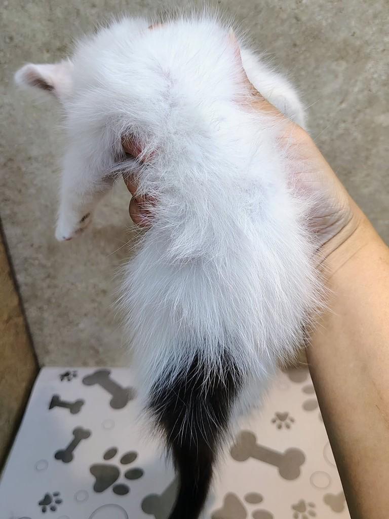 Preciosa, gata de porte pequeno para adoção em Natal - RN — foto 2 de 5
