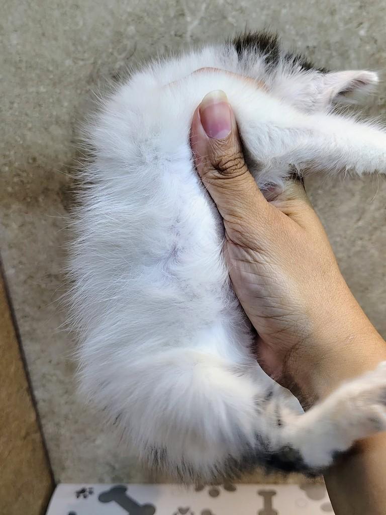 Preciosa, gata de porte pequeno para adoção em Natal - RN — foto 3 de 5