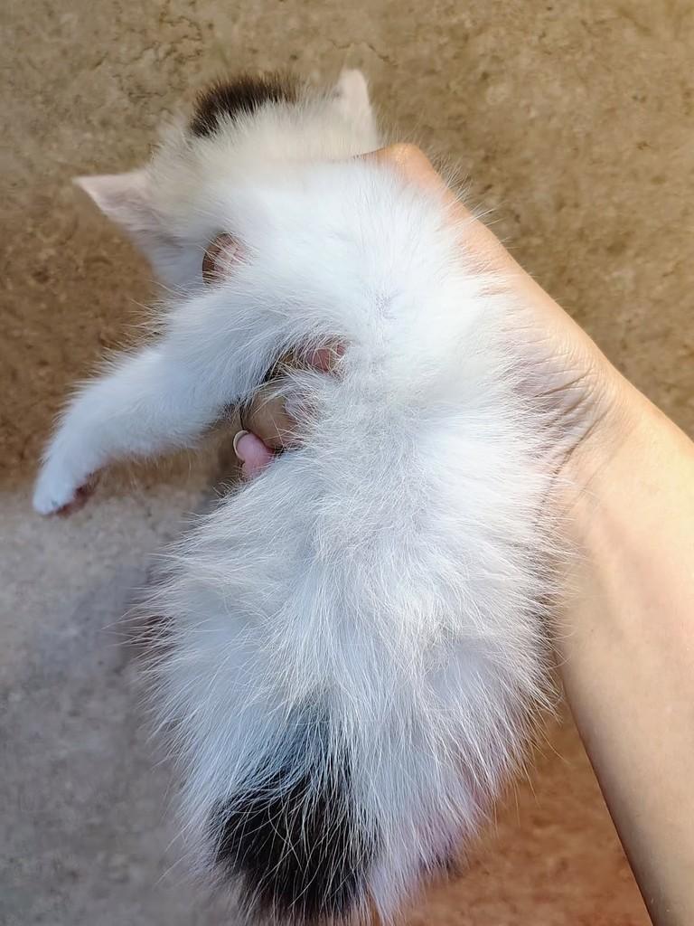 Preciosa, gata de porte pequeno para adoção em Natal - RN — foto 4 de 5