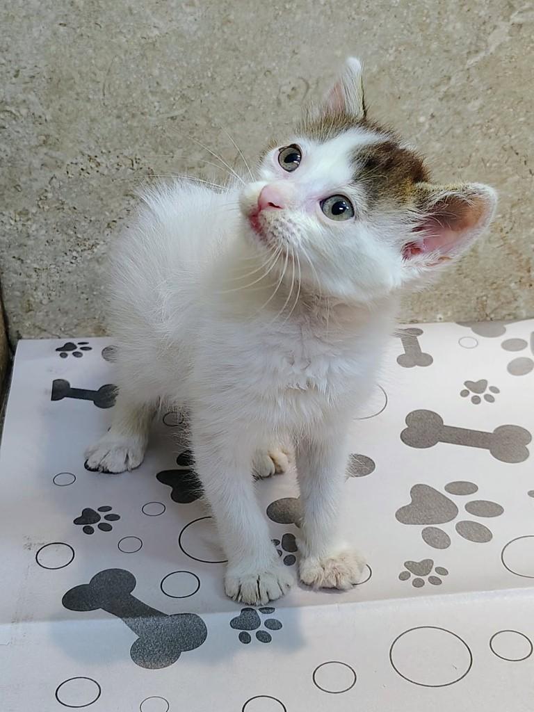 Preciosa, gata de porte pequeno para adoção em Natal - RN — foto 5 de 5