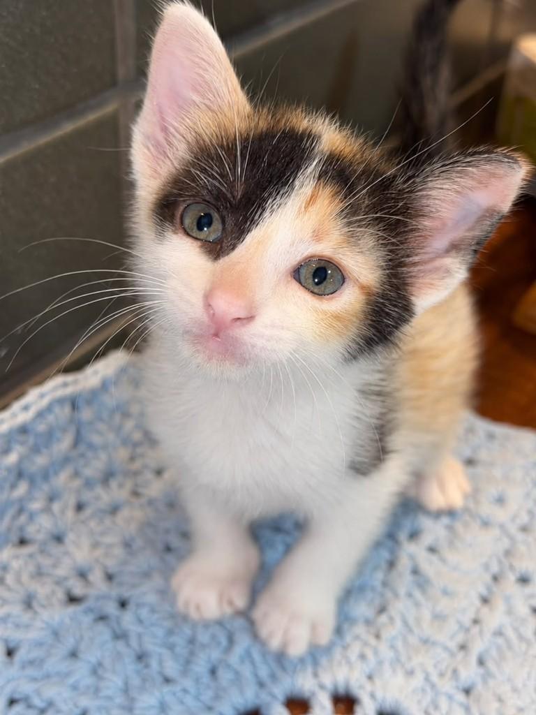 Olívia, gata de porte pequeno para adoção em Natal - RN