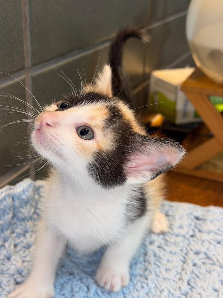 Olívia, gata de porte pequeno para adoção em Natal - RN — foto 2 de 4
