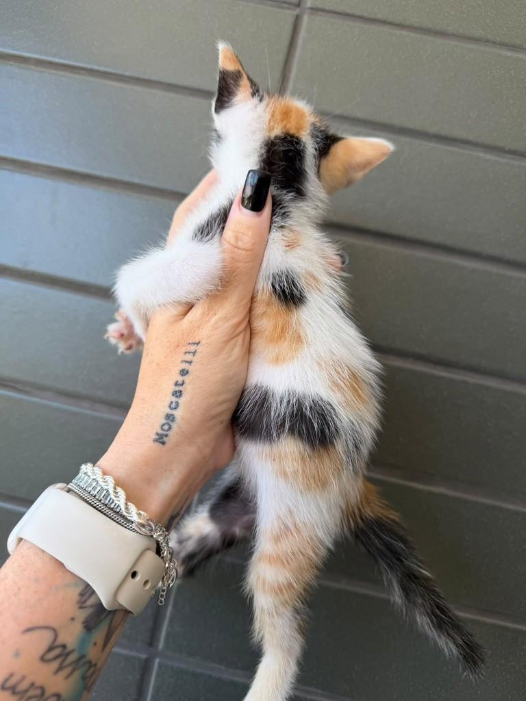 Olívia, gata de porte pequeno para adoção em Natal - RN — foto 3 de 4