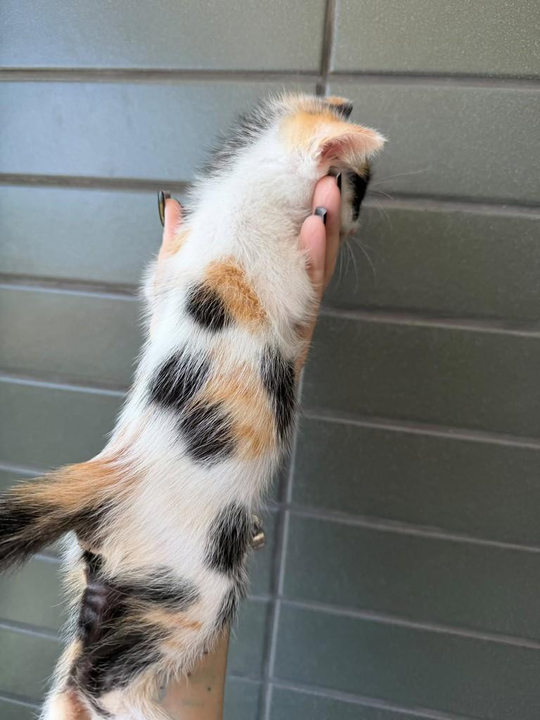 Olívia, gata de porte pequeno para adoção em Natal - RN — foto 4 de 4