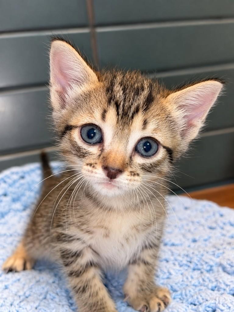 Cookie, gato de porte pequeno para adoção em Natal - RN