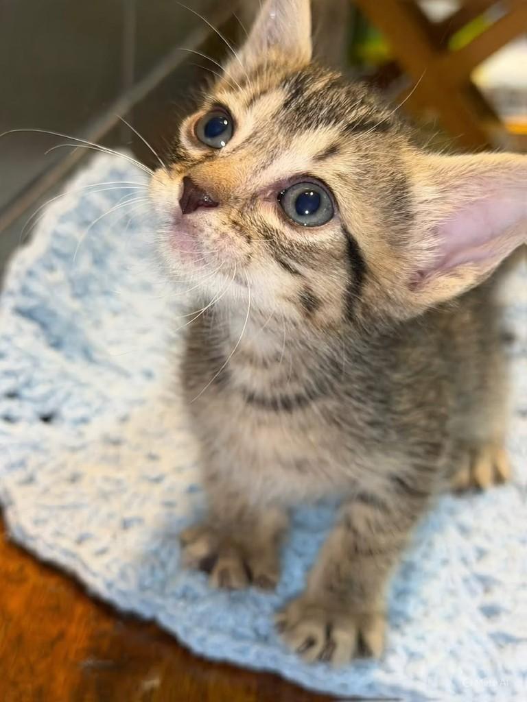 Cookie, gato de porte pequeno para adoção em Natal - RN — foto 2 de 4