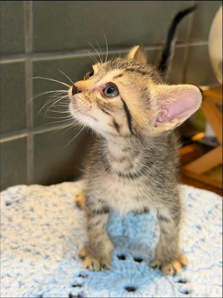 Cookie, gato de porte pequeno para adoção em Natal - RN — foto 3 de 4