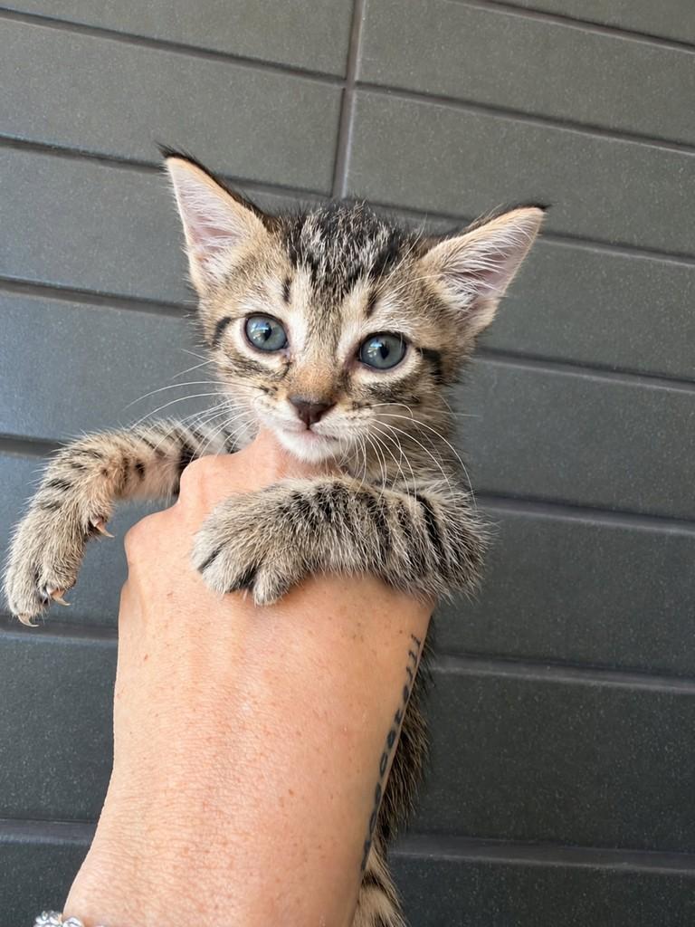 Cookie, gato de porte pequeno para adoção em Natal - RN — foto 4 de 4