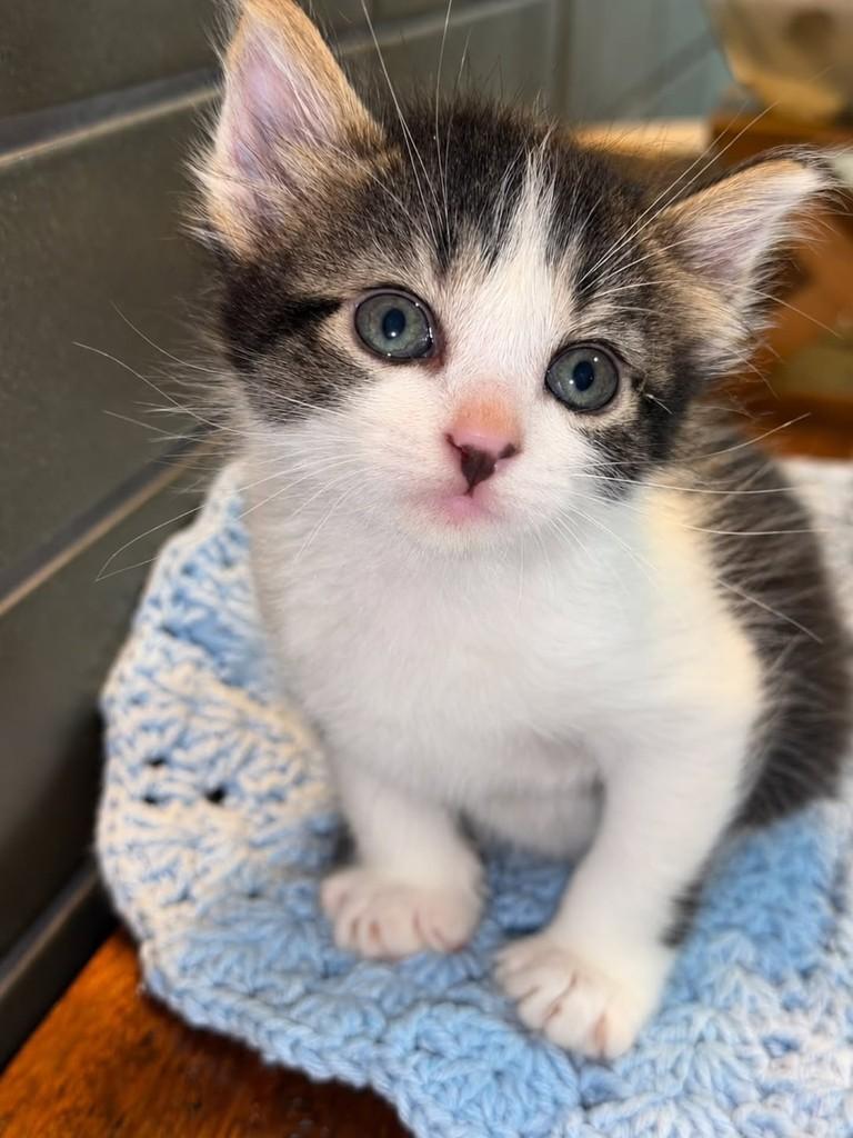 Blue, gato de porte pequeno para adoção em Natal - RN