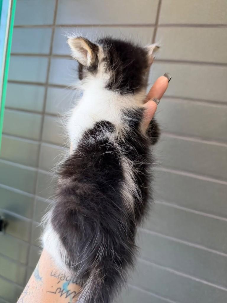 Blue, gato de porte pequeno para adoção em Natal - RN — foto 2 de 4