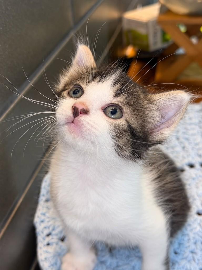 Blue, gato de porte pequeno para adoção em Natal - RN — foto 3 de 4