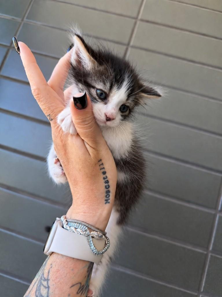 Blue, gato de porte pequeno para adoção em Natal - RN — foto 4 de 4