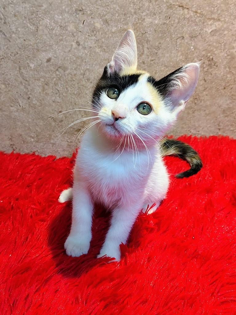 Mia, gata de porte pequeno para adoção em Natal - RN