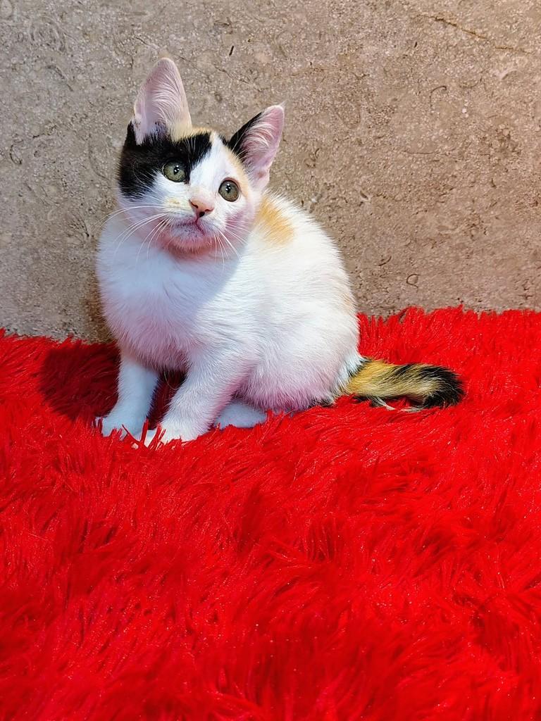 Mia, gata de porte pequeno para adoção em Natal - RN — foto 2 de 10