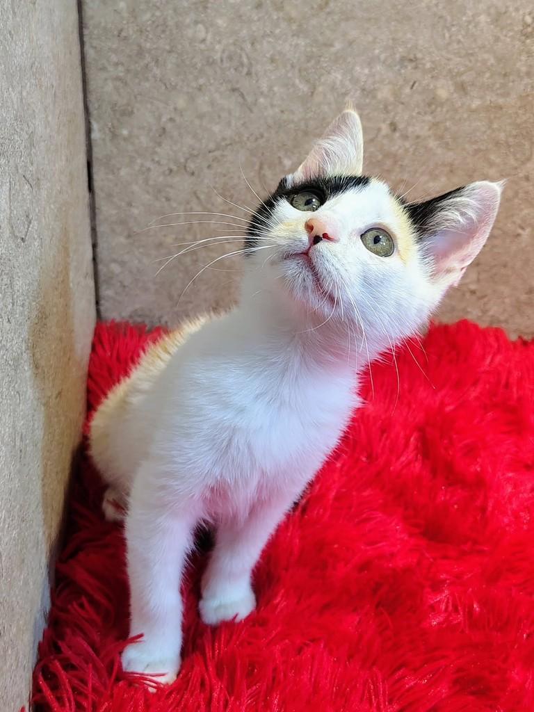 Mia, gata de porte pequeno para adoção em Natal - RN — foto 3 de 10