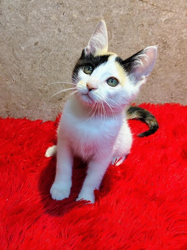 Mia, gata de porte pequeno para adoção em Natal - RN — foto 4 de 10