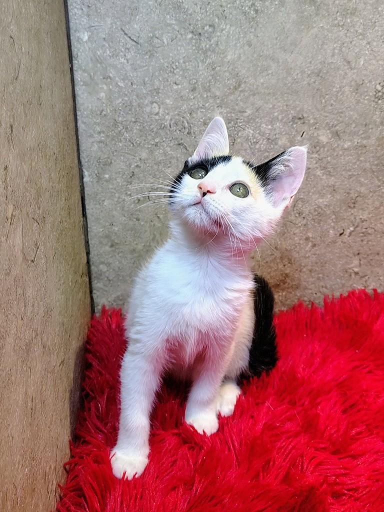 Mia, gata de porte pequeno para adoção em Natal - RN — foto 5 de 10