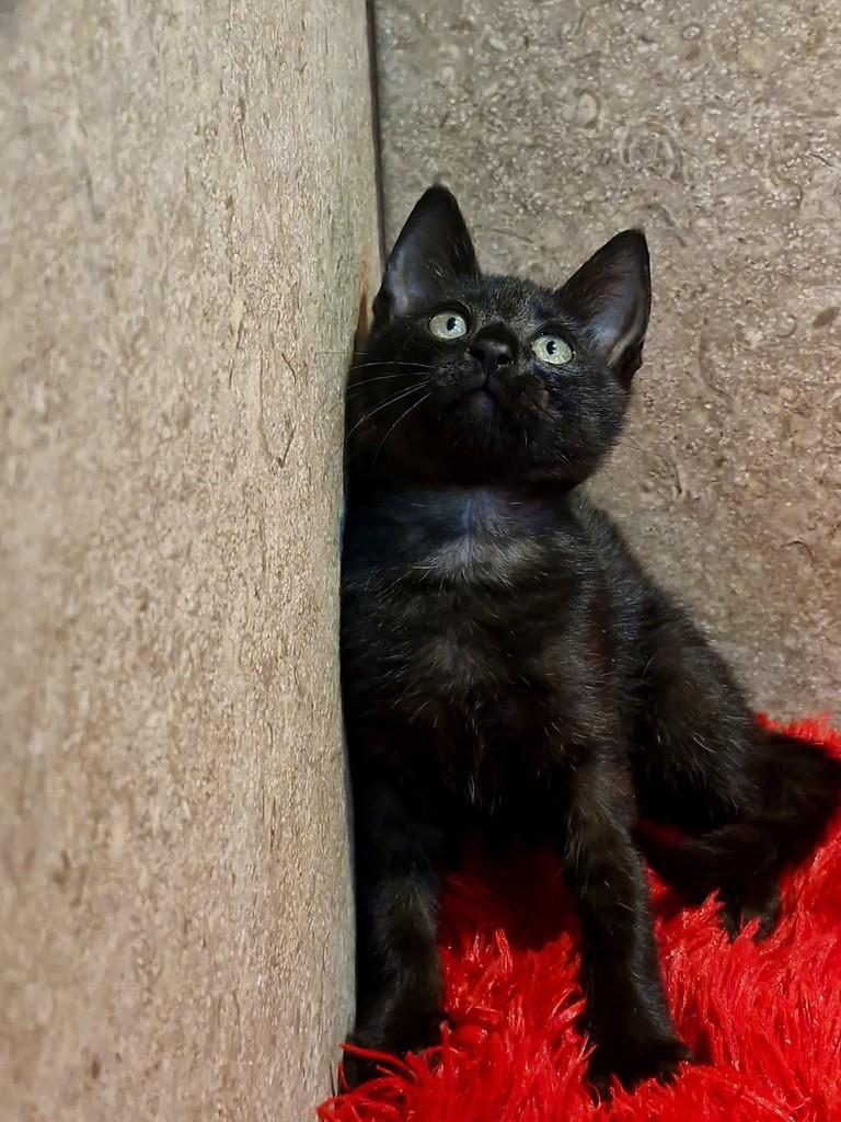 Lucas, gato de porte pequeno para adoção em Natal - RN